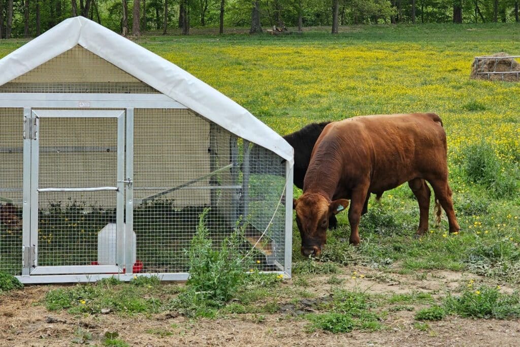 Mobile Chicken Coops In Trenton New Jersey