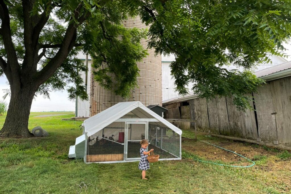 Mobile Duck Coops In Connecticut