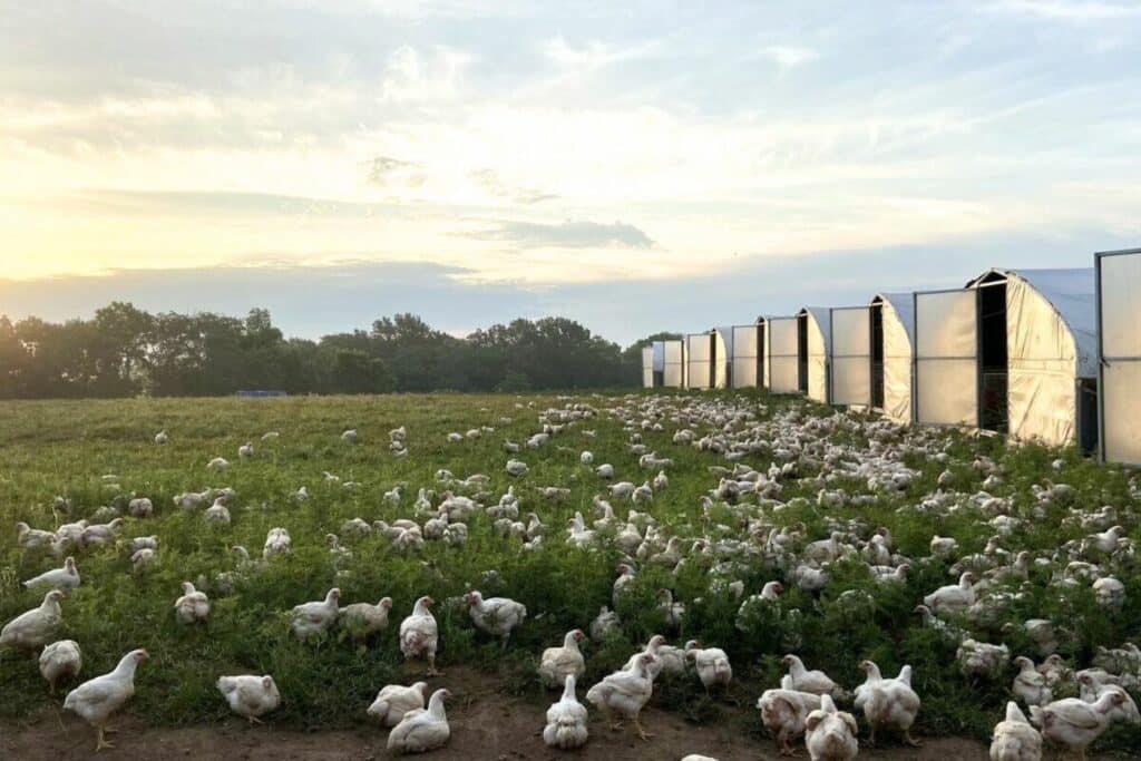 12x24 chicken hoop houses (3)