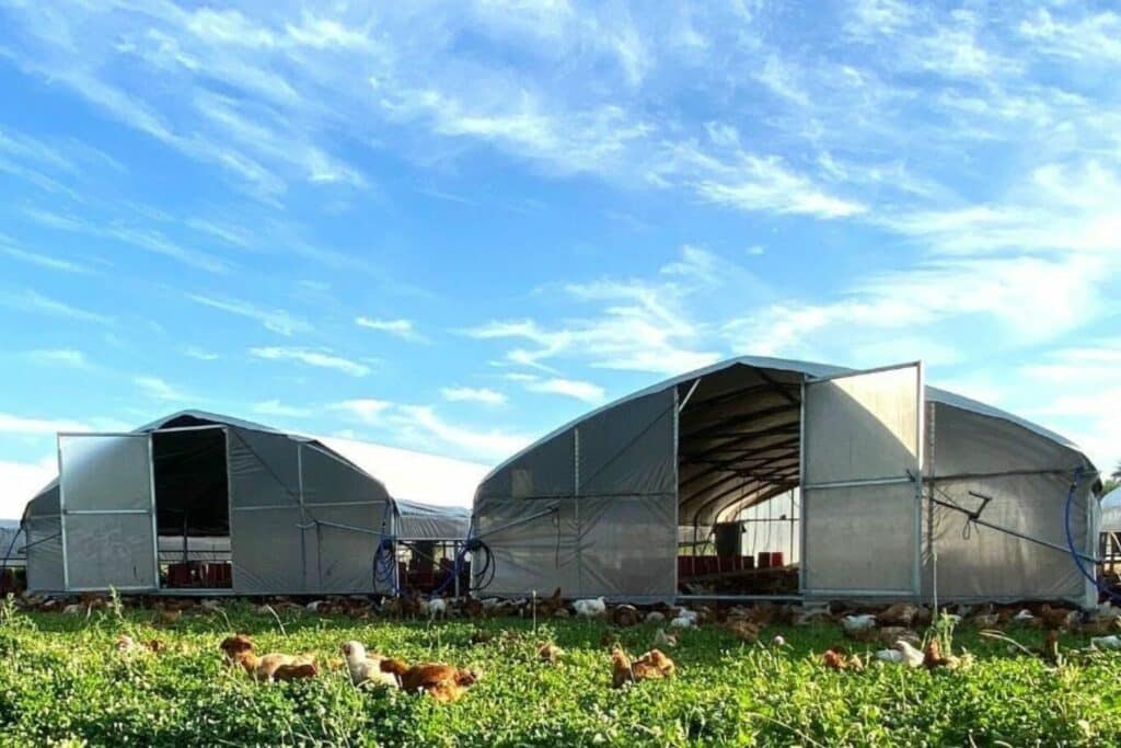 20x36 chicken hoop house, mobile coops (1)