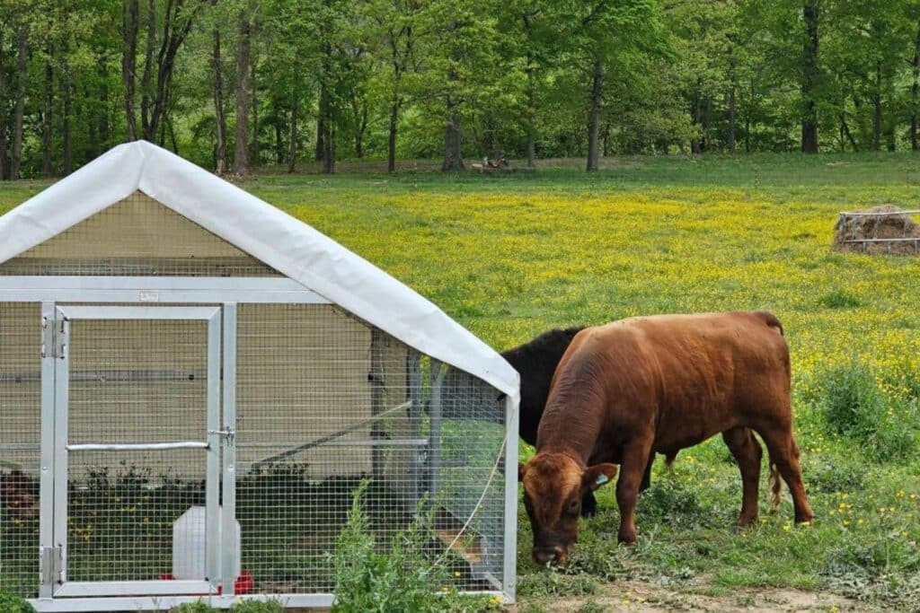 aluminum mobile chicken coops in colorado