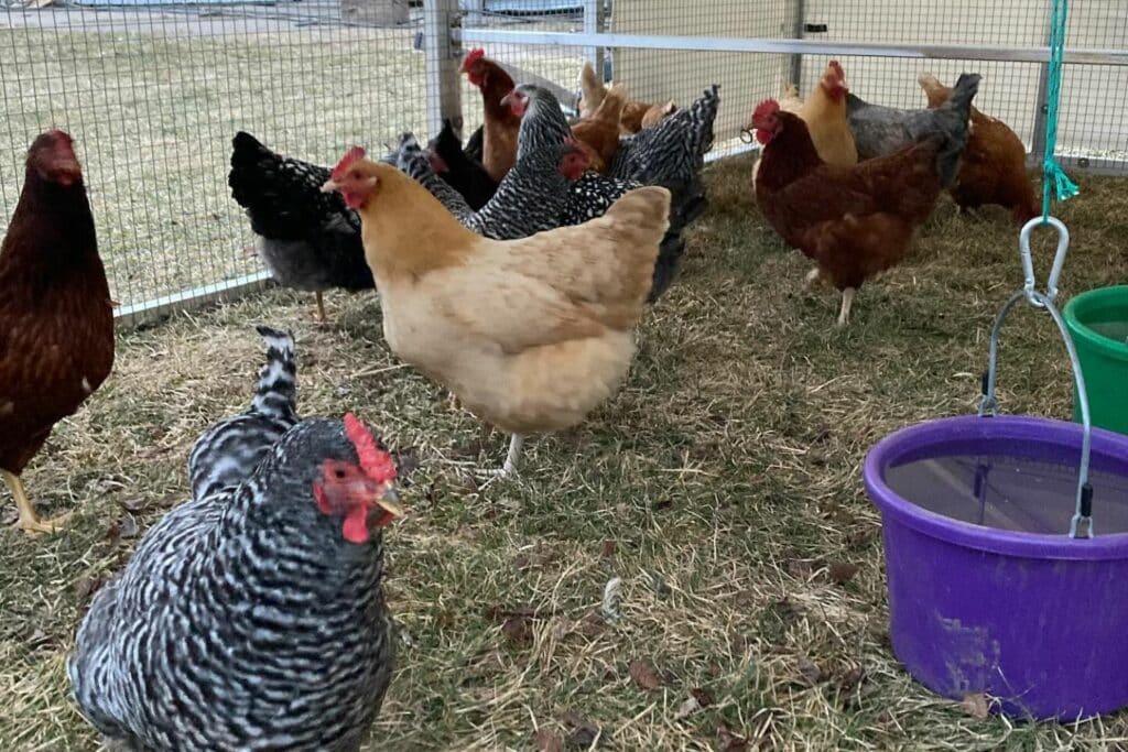 chicken coops in Idaho