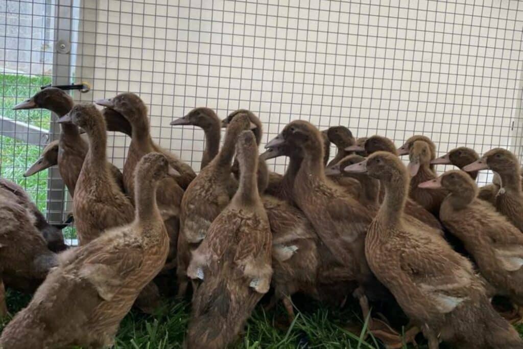 duck coops for sale in arkansas