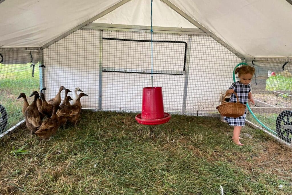 duck coops in arkansas