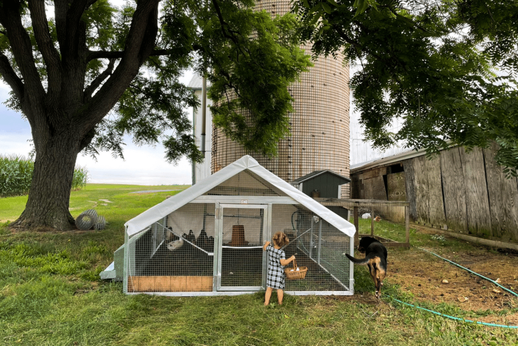 duck mobile coops for sale in Iowa