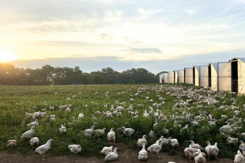 happy farmer- 20x48 chicken hoop houses (2)