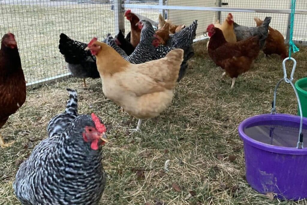 mobile chicken coops for sale in colorado