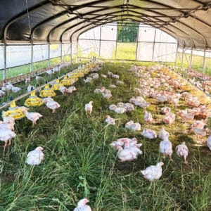 movable chicken houses for sale