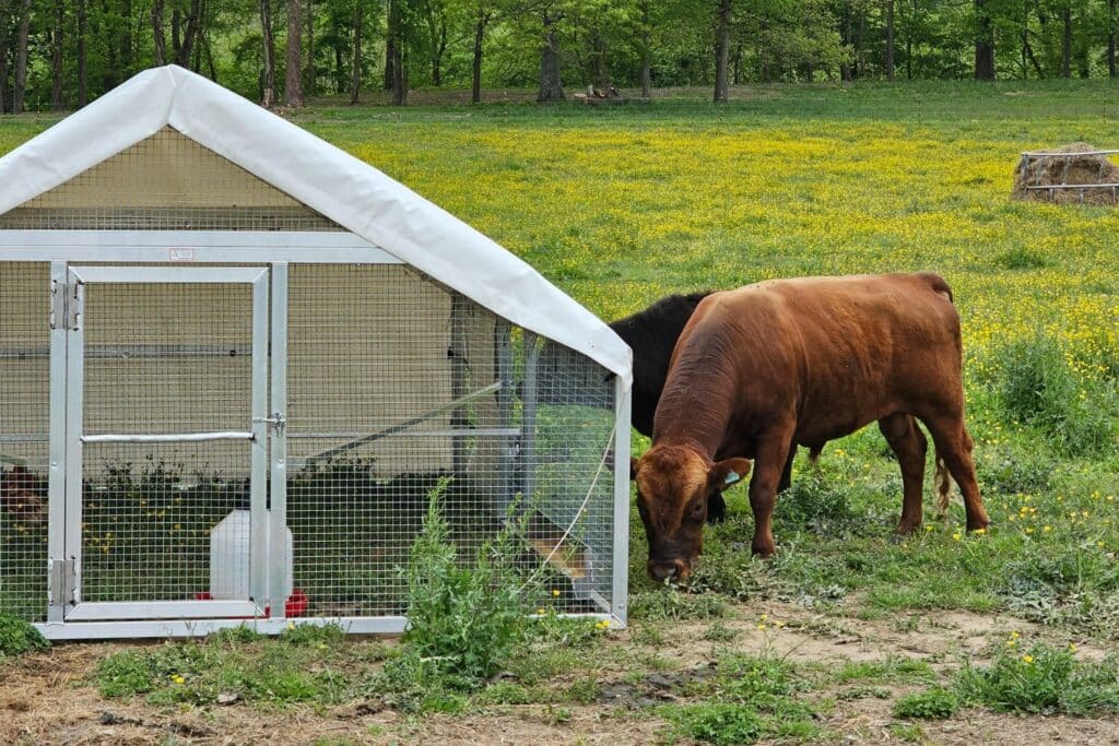 Understanding-Mobile-Chicken-Houses