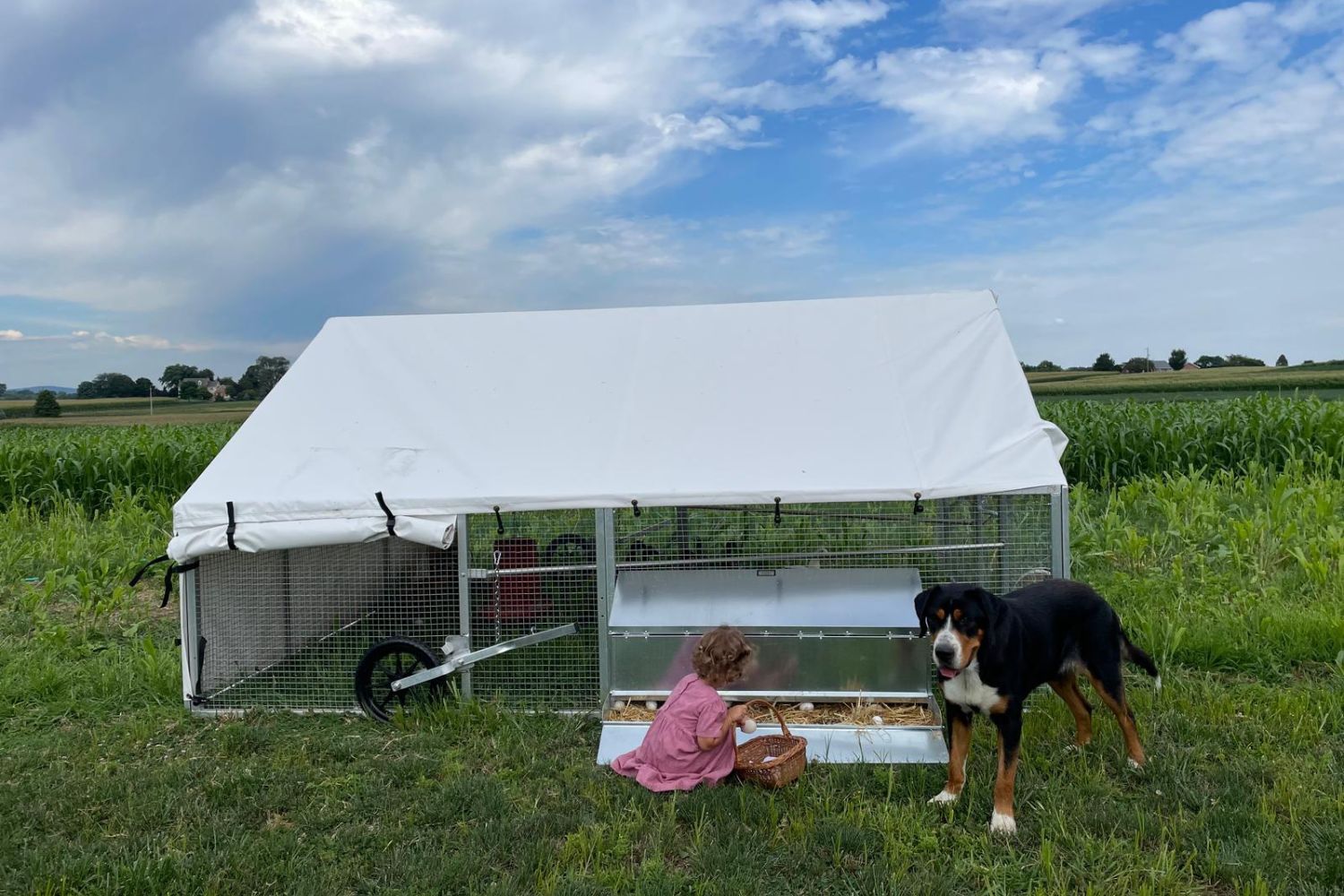 for sale duck coop in minnesota