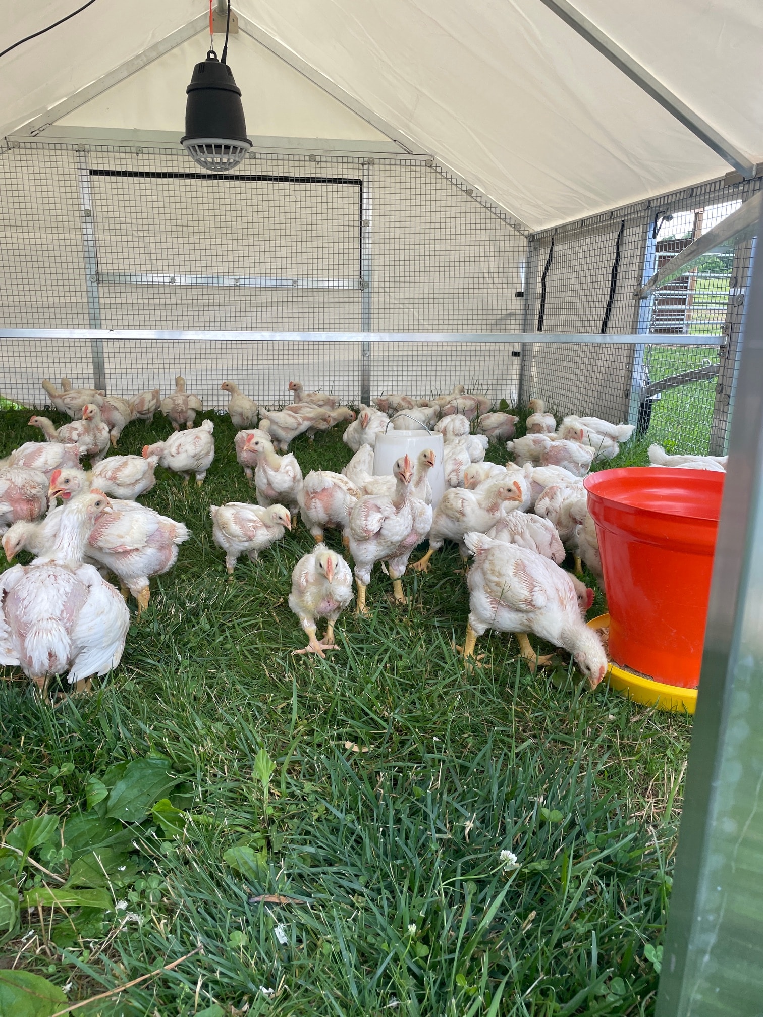 10x12 Broiler Coops in Pikeville TN