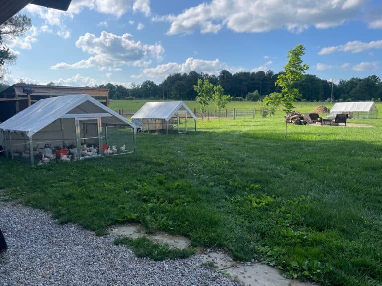 2 10x12 Broiler Chicken Coops in Pikeville TN