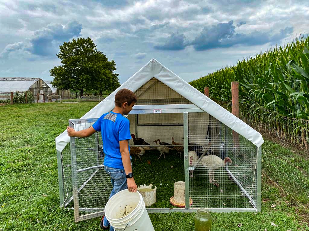 turkey coops in Montana