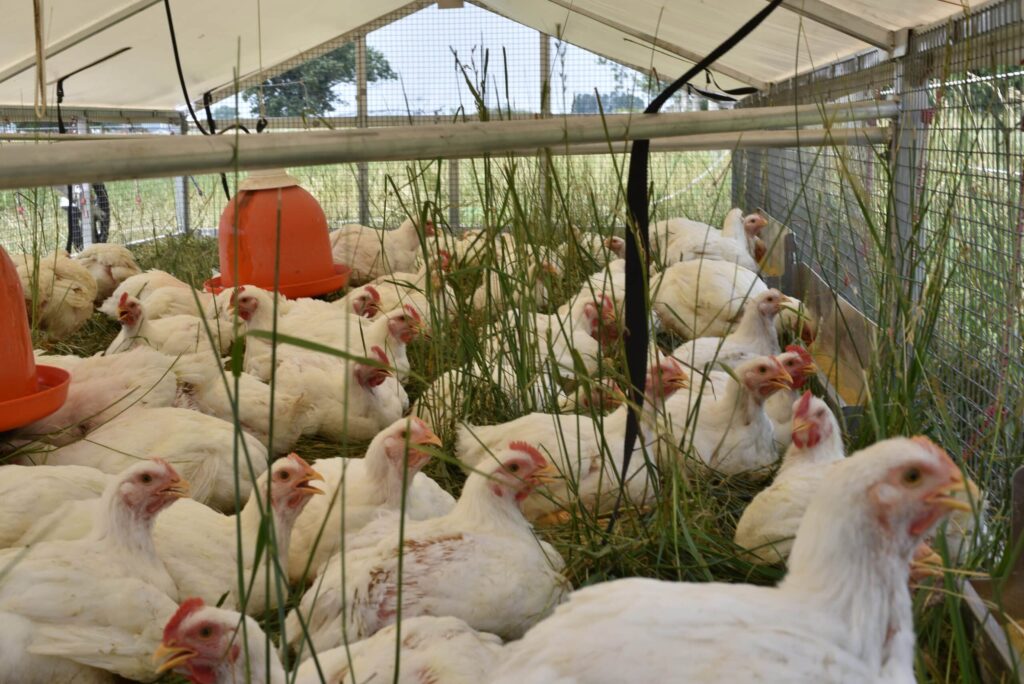 mobile chicken coop with broilers for sale in south dakota