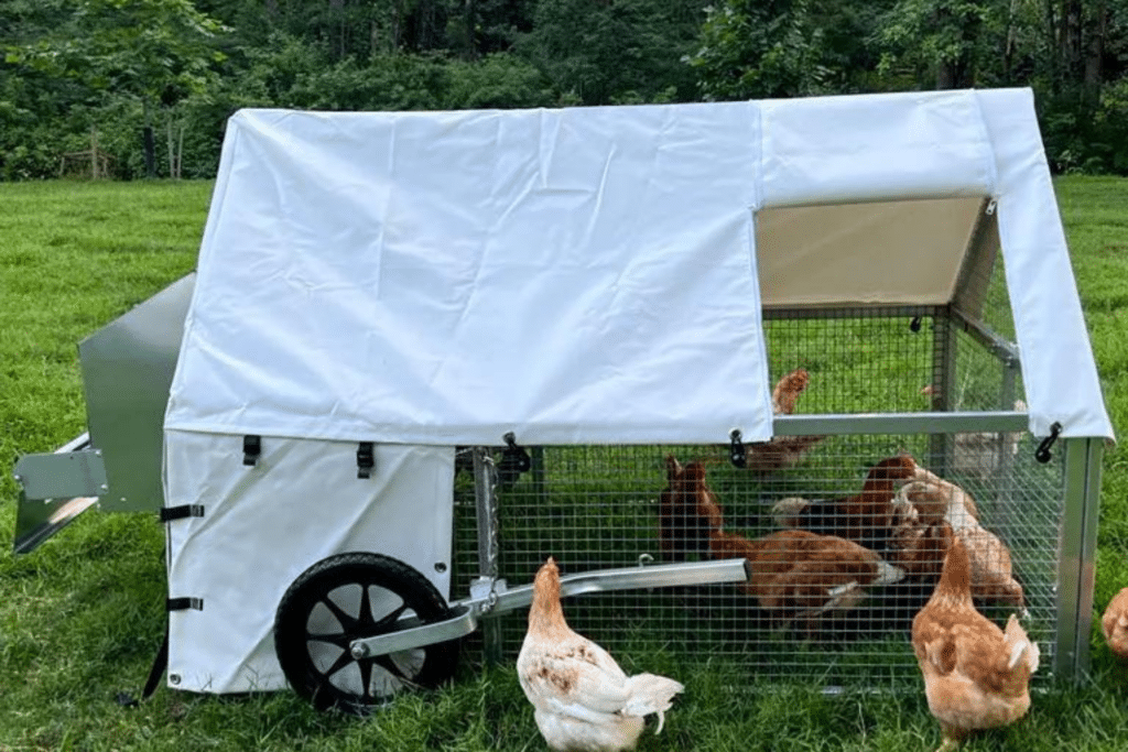 chicken ordinances in the us