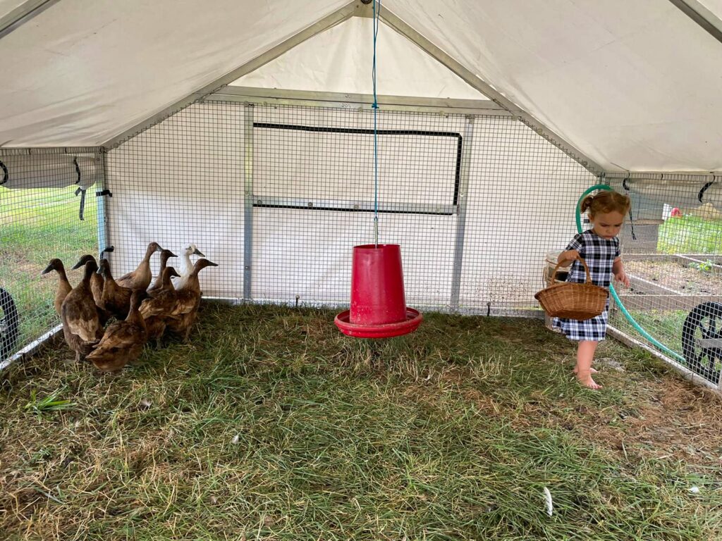 portable coop for ducks in oregon