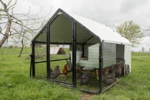 6x8 mobile chicken house for 30 hens