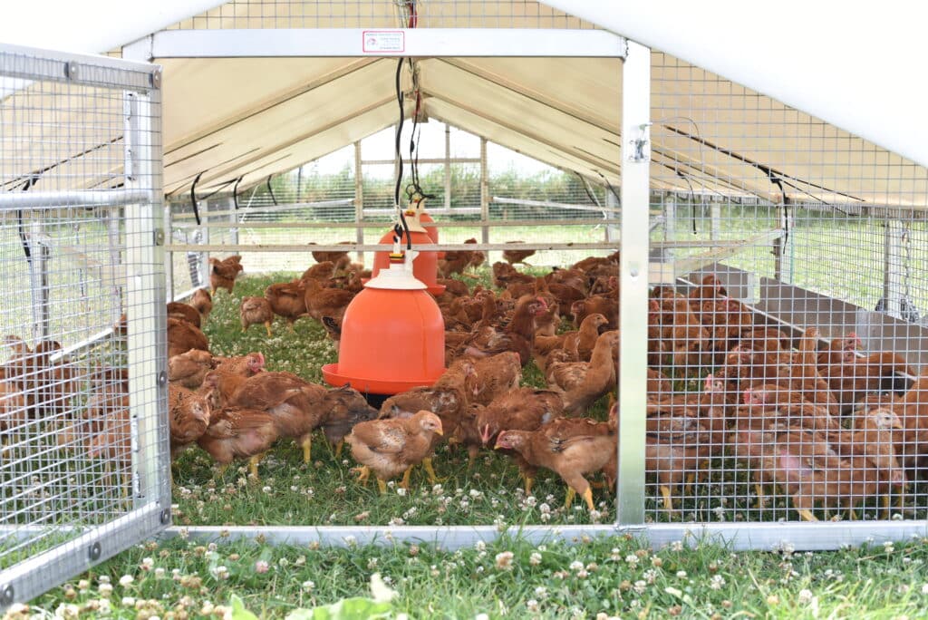 9x24 broiler chicken coops in Nevada with chickens inside