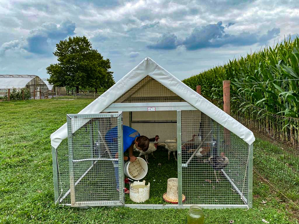 boy feeding turkeys inside mobile coop