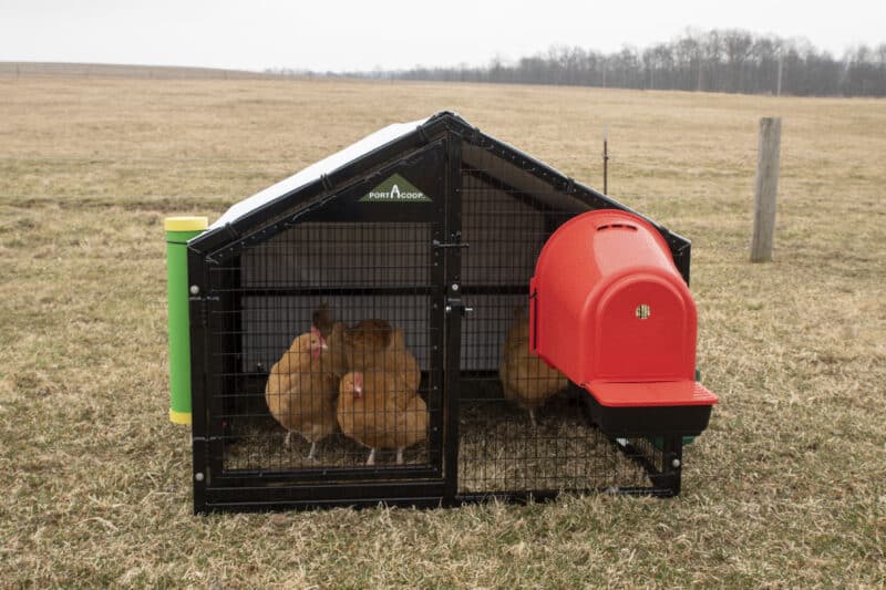 buy a small chicken coop to move around