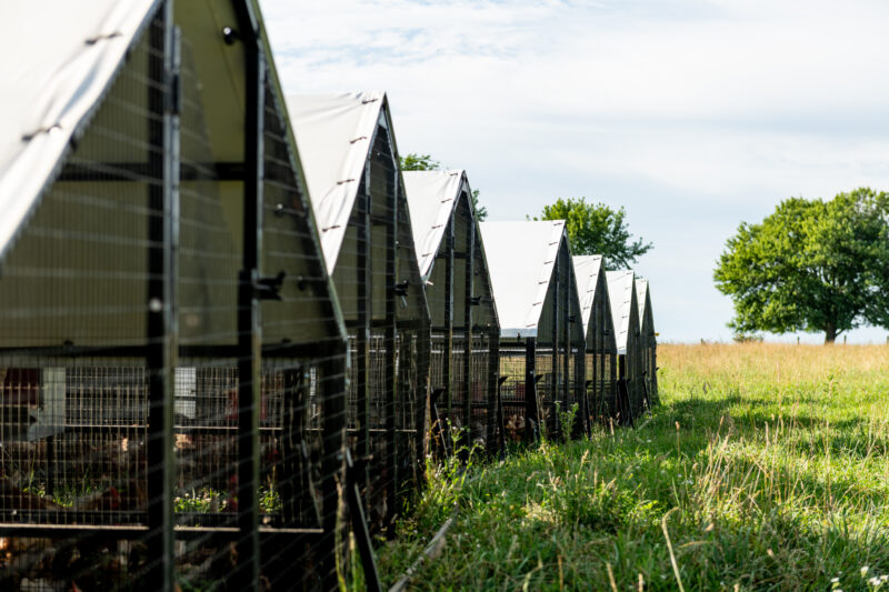 buy mobile steel chicken coops