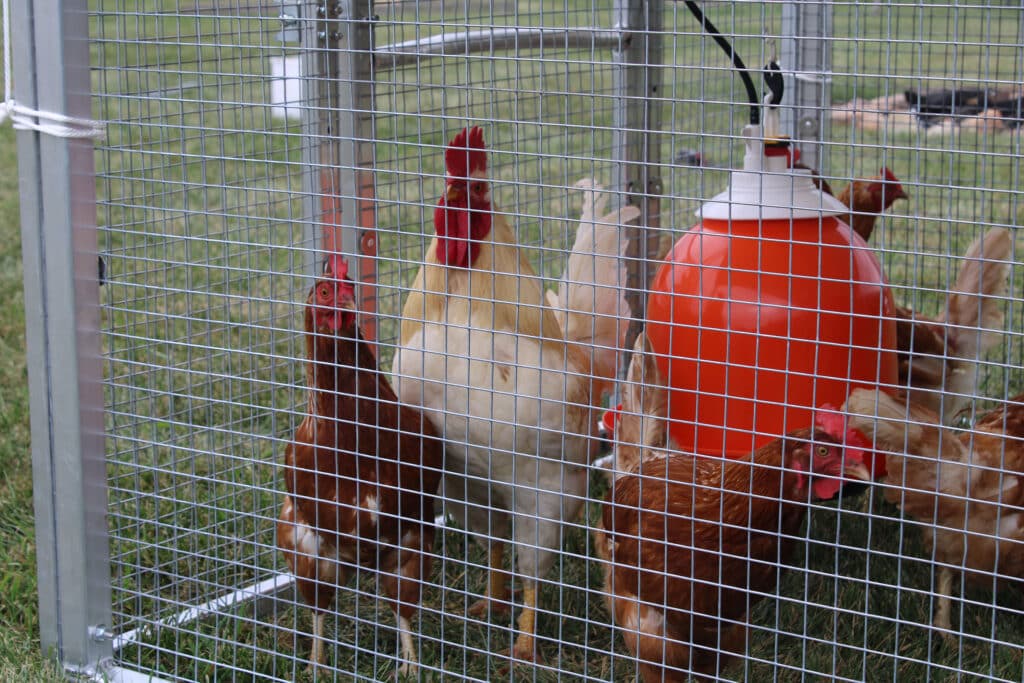 chickens inside mobile chicken coops in Nebraska