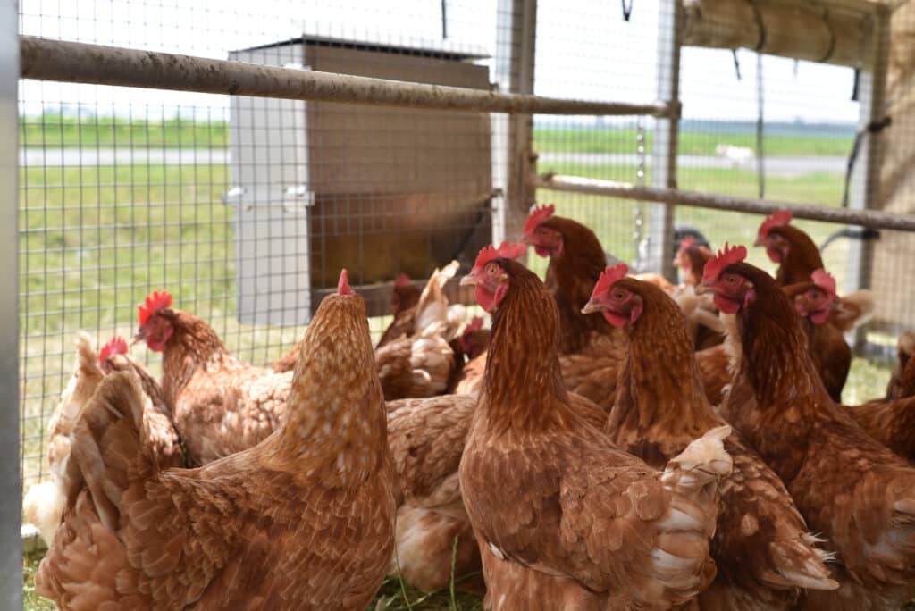 chickens inside mobile coop