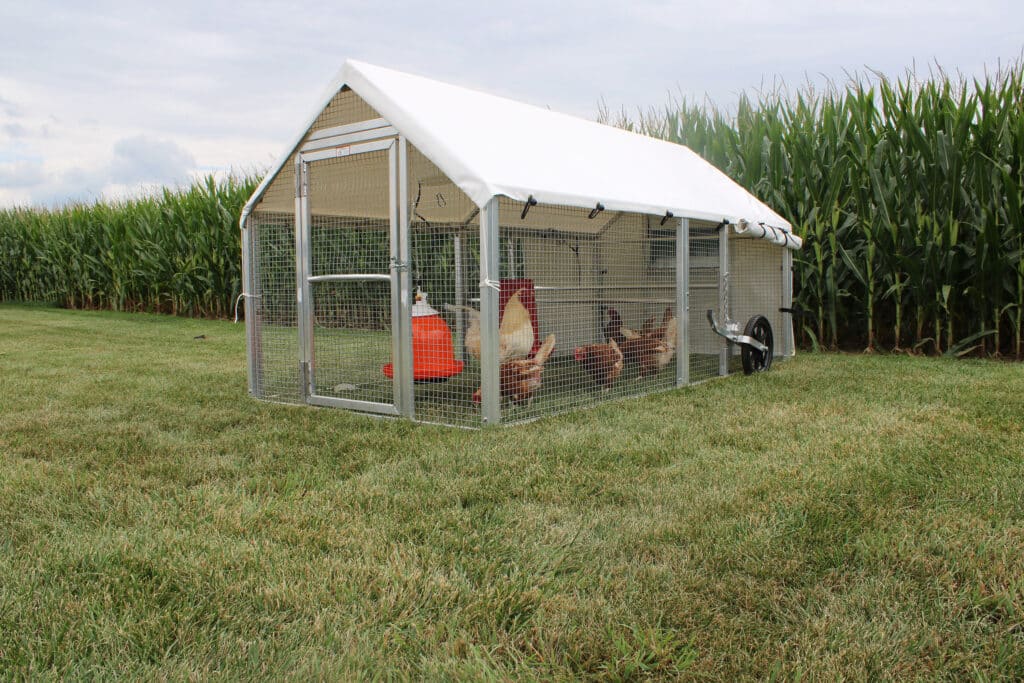 chickens inside mobile coop backed up against cornfield