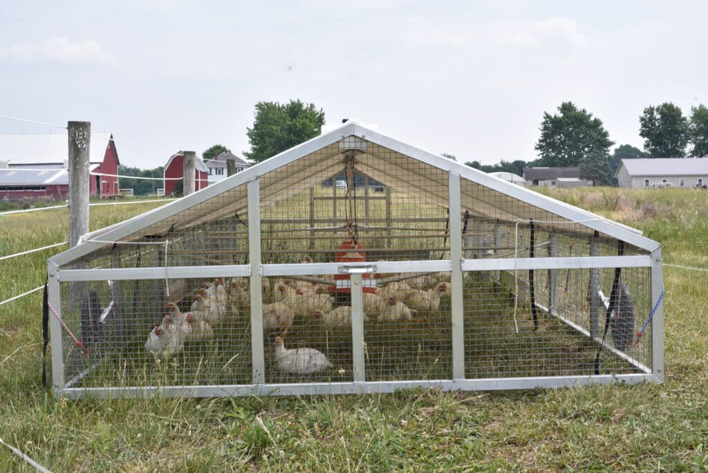 chickens inside mobile coops in Nebraska