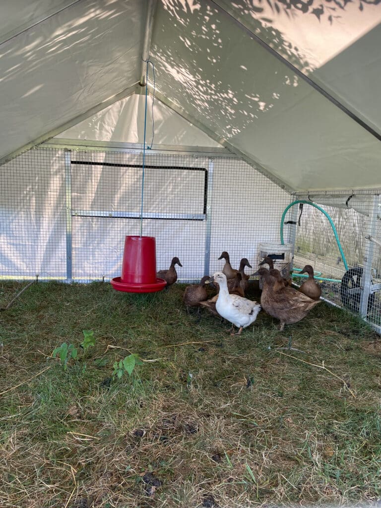 ducks inside mobile coop with heat lamp