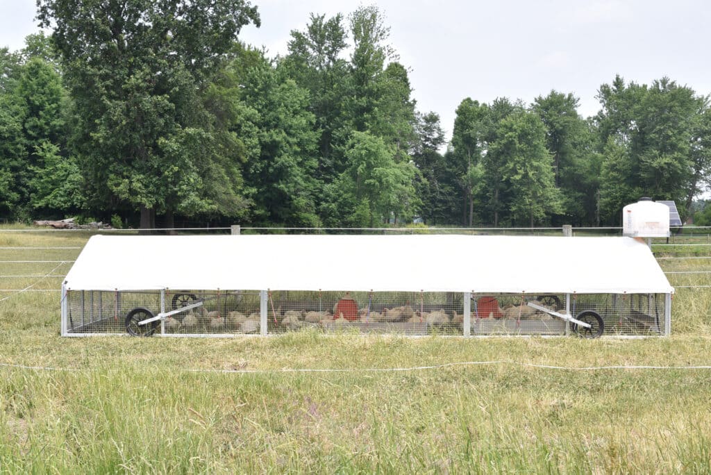 long mobile chicken coop with chickens inside