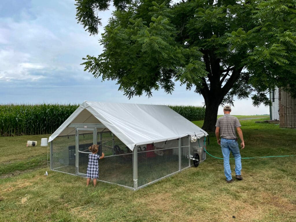 man and little girl looking into mobile coop with ducks