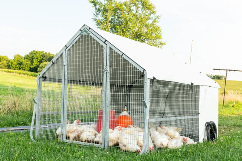 mobile coop for thirty chickens