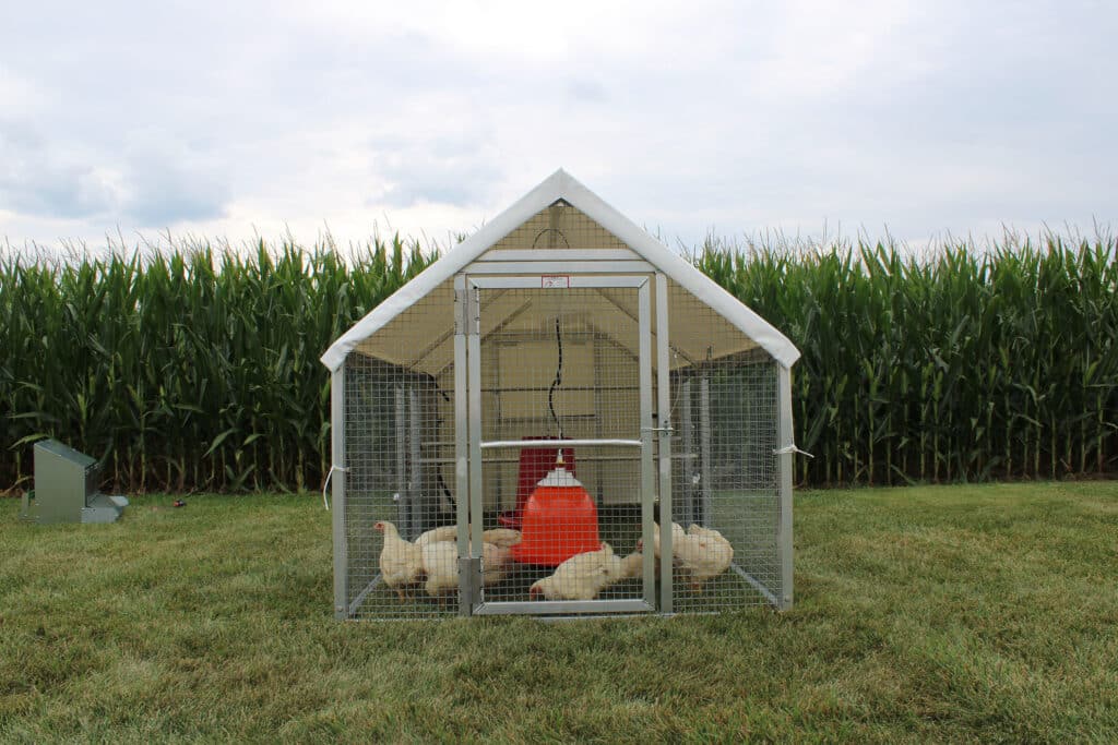 mobile coop with two heat lamps and chickens inside