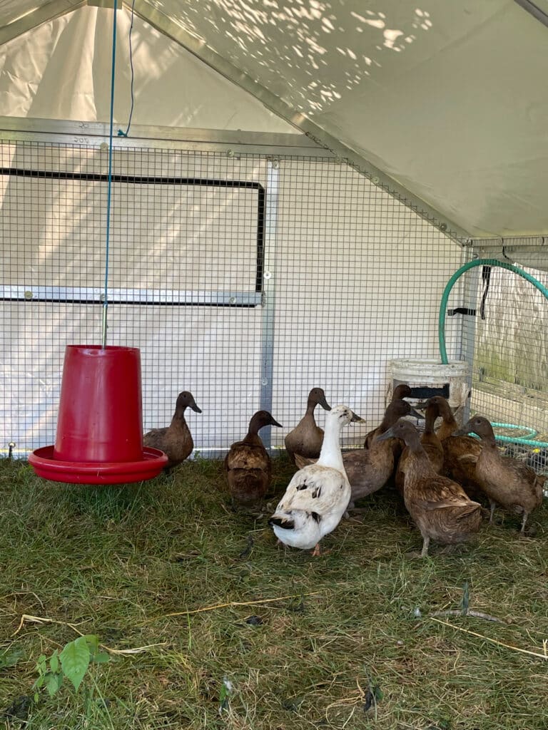 mobile coops with ducks inside