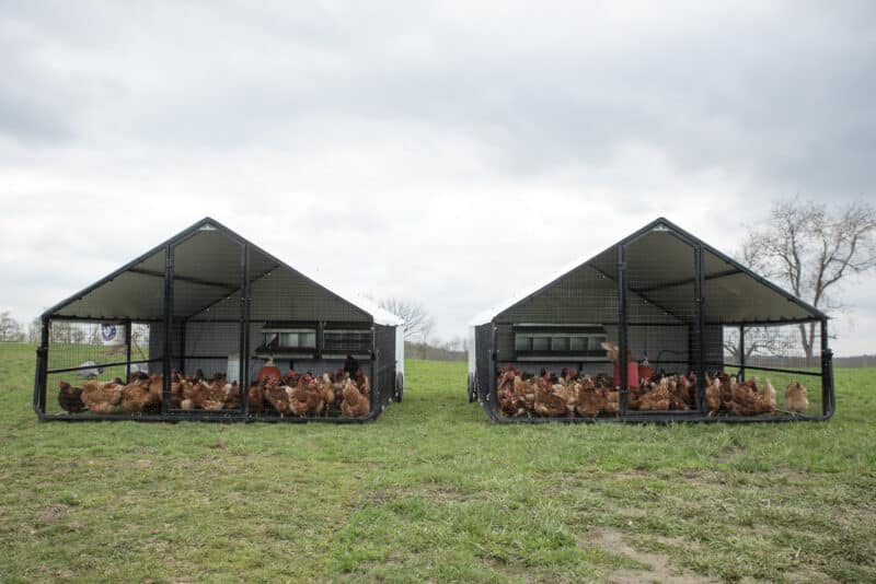 porta coop chicken coops