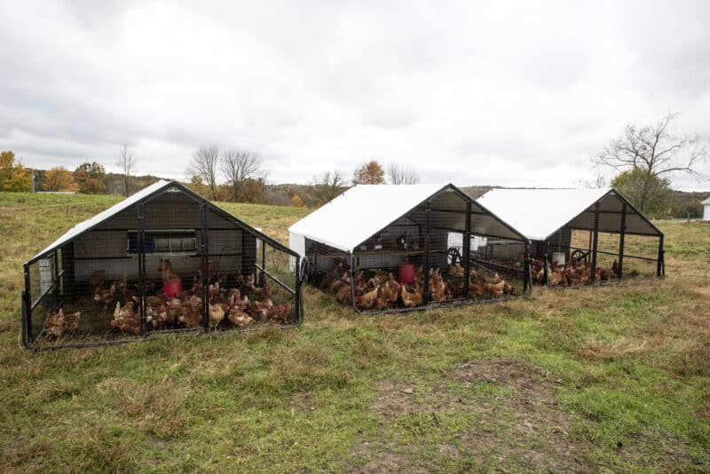 steel painted chicken coop from porta coop