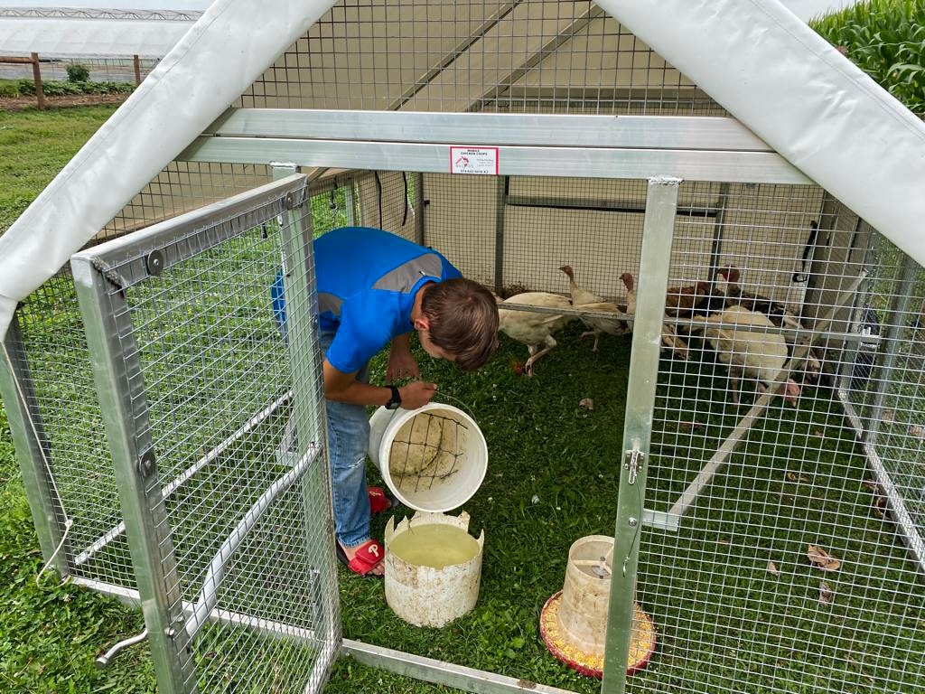 turkeys inside of mobile coop with boy feeding and watering them