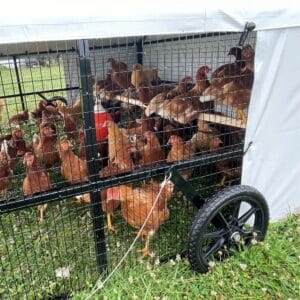 flat free wheels for steel chicken coop (2)