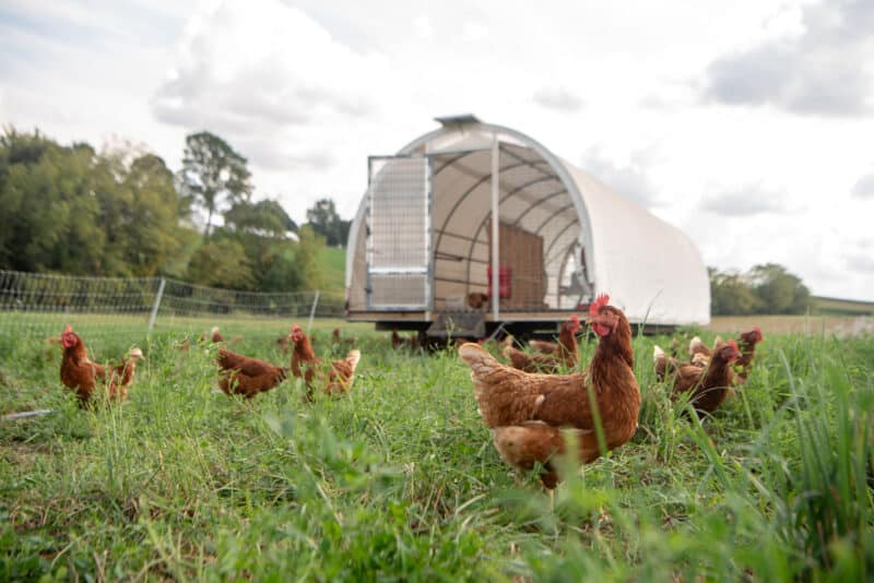 Mobile Chicken Houses For Sale