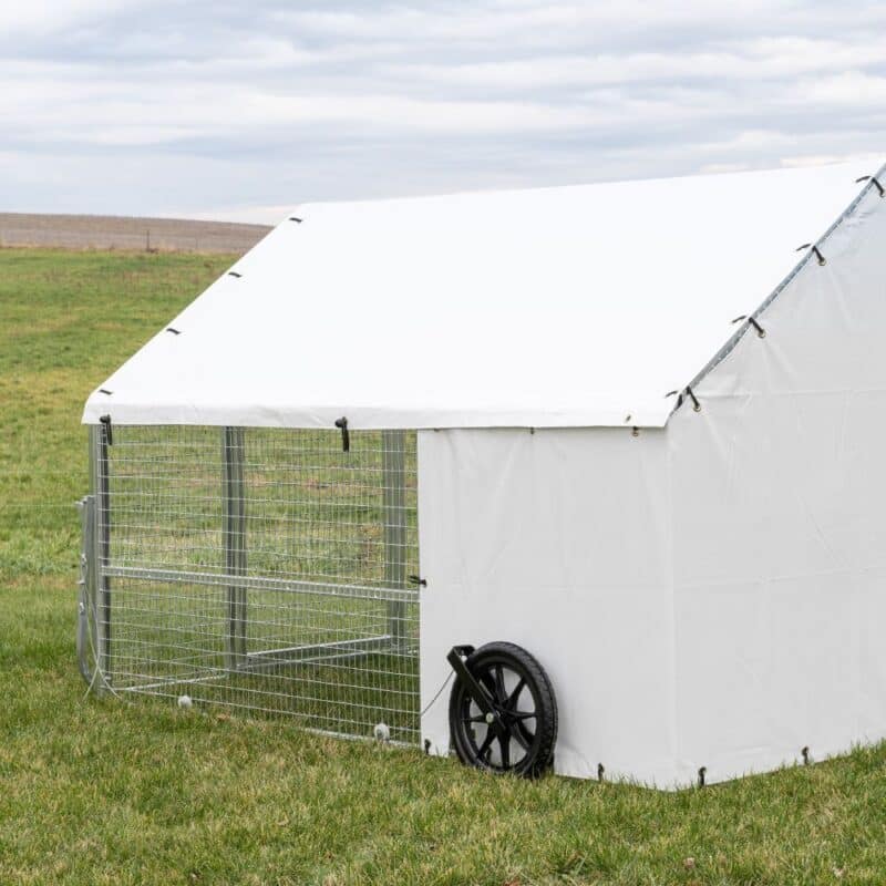 replacement 6x8 tarp for steel chicken coops